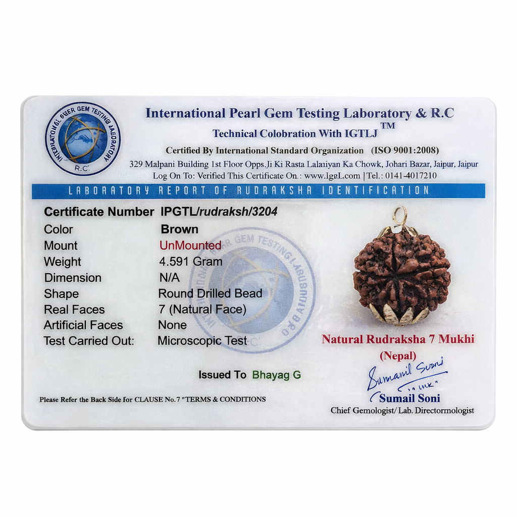 RudraPrana™ 7 Mukhi Rudraksha - Nepal Origin