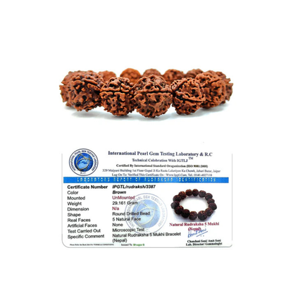 RudraPrana™ Divine 5 Mukhi Rudraksha Bracelet (8MM Beads)