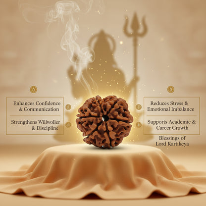 RudraPrana™ 6 Mukhi Rudraksha - Nepal Origin