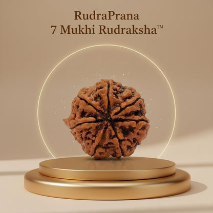RudraPrana™ 7 Mukhi Rudraksha - Nepal Origin