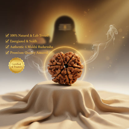 RudraPrana™ 6 Mukhi Rudraksha - Nepal Origin