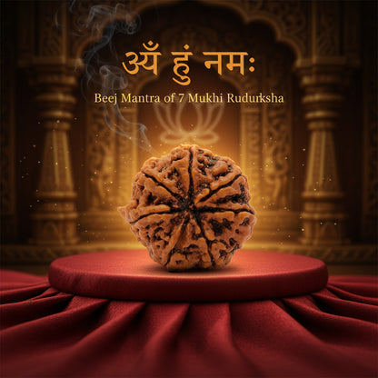 RudraPrana™ 7 Mukhi Rudraksha - Nepal Origin
