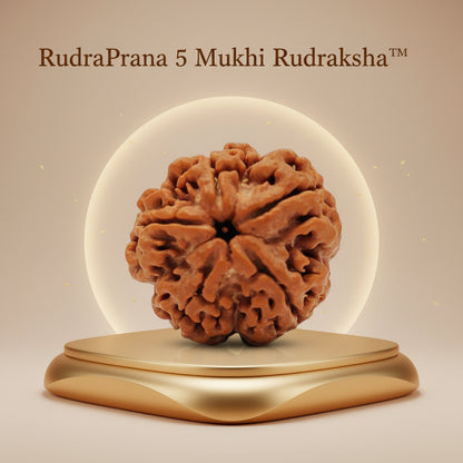 RudraPrana™ 5 Mukhi Rudraksha Pendant - Nepal Origin