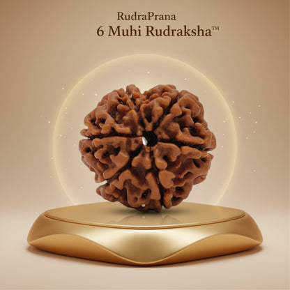 RudraPrana™ 6 Mukhi Rudraksha - Nepal Origin