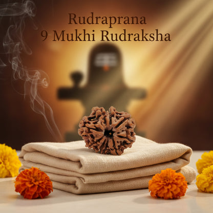 RudraPrana™ 9 Mukhi Rudraksha Pendant - Nepal Orgin