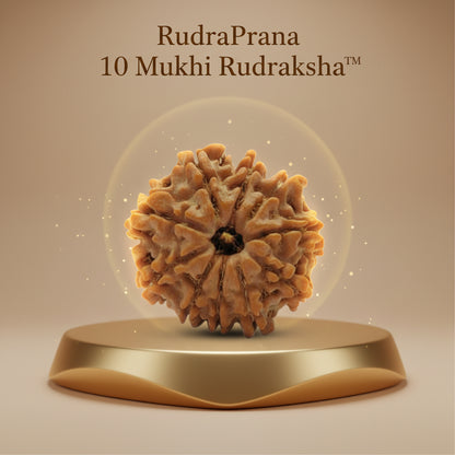 RudraPrana™ 10 Mukhi Rudraksha Pendant - Nepal Origin