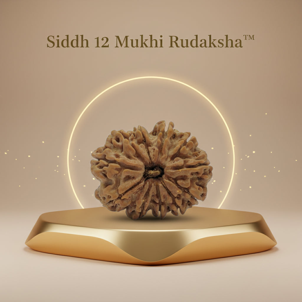 RudraPrana™ 12 Mukhi Rudraksha Pendant - Nepal Orgin (Lab Certified)