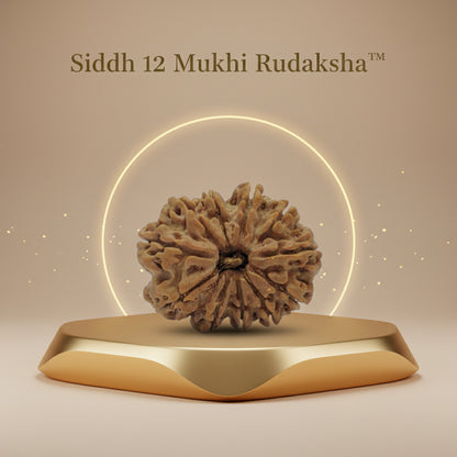 RudraPrana™ 12 Mukhi Rudraksha Pendant - Nepal Orgin (Lab Certified)