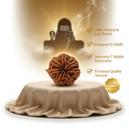 RudraPrana™ 7 Mukhi Rudraksha - Nepal Origin