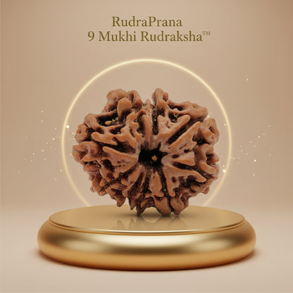RudraPrana™ 9 Mukhi Rudraksha Pendant - Nepal Orgin
